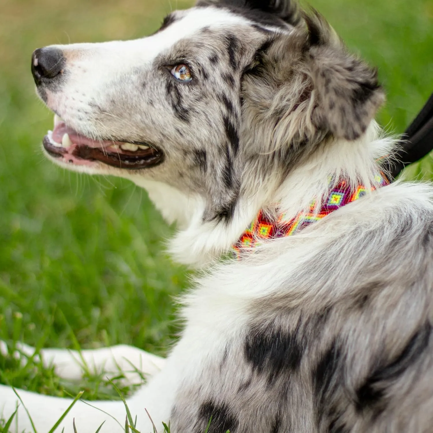 Moots Root Medium Dog Collar, Handmade with Durable Nylon and Leather, Colorful and Long-Lasting Design, Reinforced Steel Buckle, Adjustable, Comfortable, and Easy to Clean